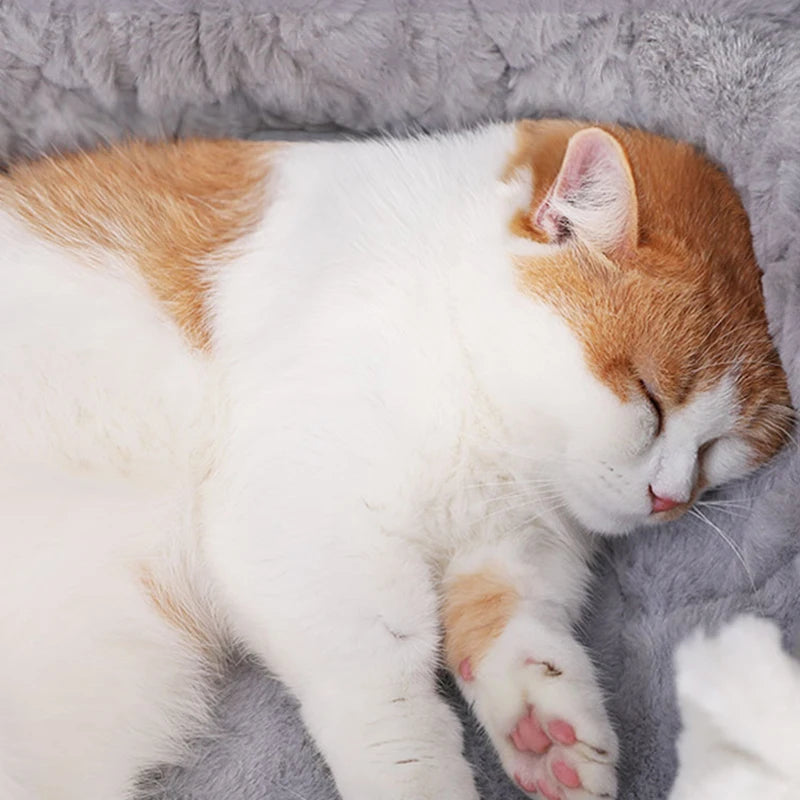 Cat Bed House